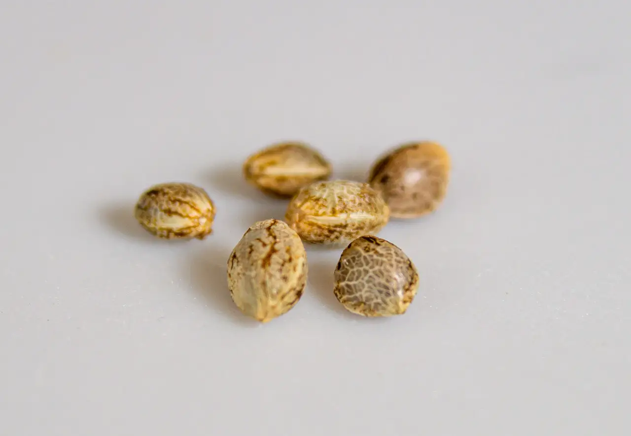 What types of cannabis seeds are available online?