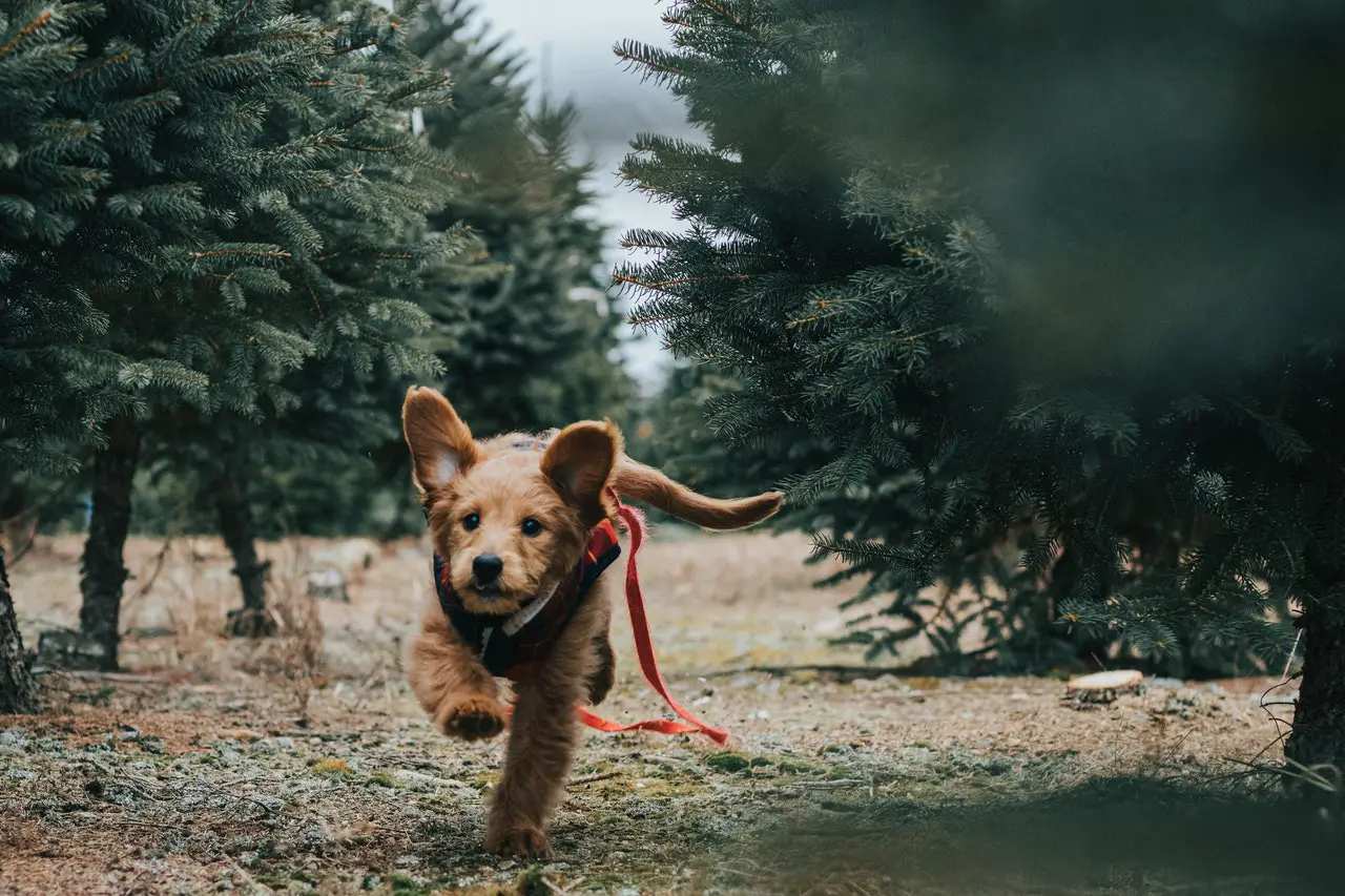 8 Amazing Dog-Friendly Destinations This Holiday Season