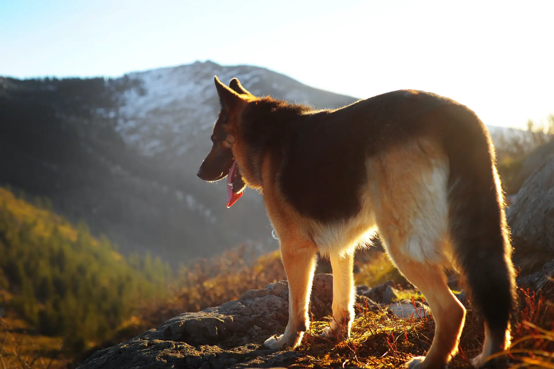 8 Amazing Dog-Friendly Destinations This Holiday Season